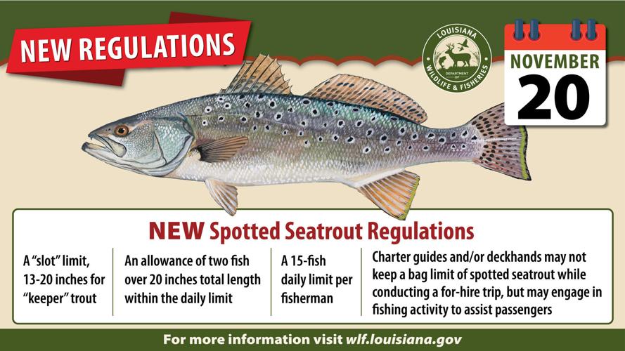 Speckled trout limits change today for Louisiana anglers Environment