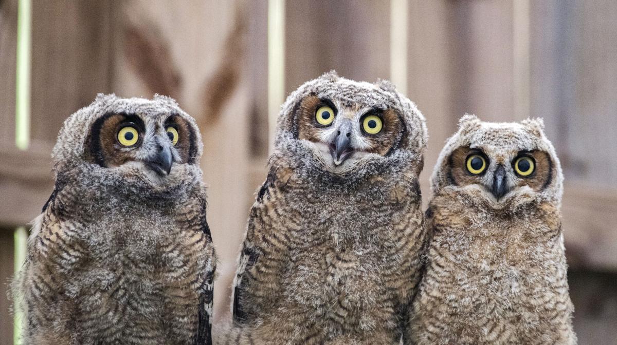 Owl Family Drama Unfolds At Ul Baseball Stadium As Babies Are Rescued After Fall From Nest News Theadvocate Com