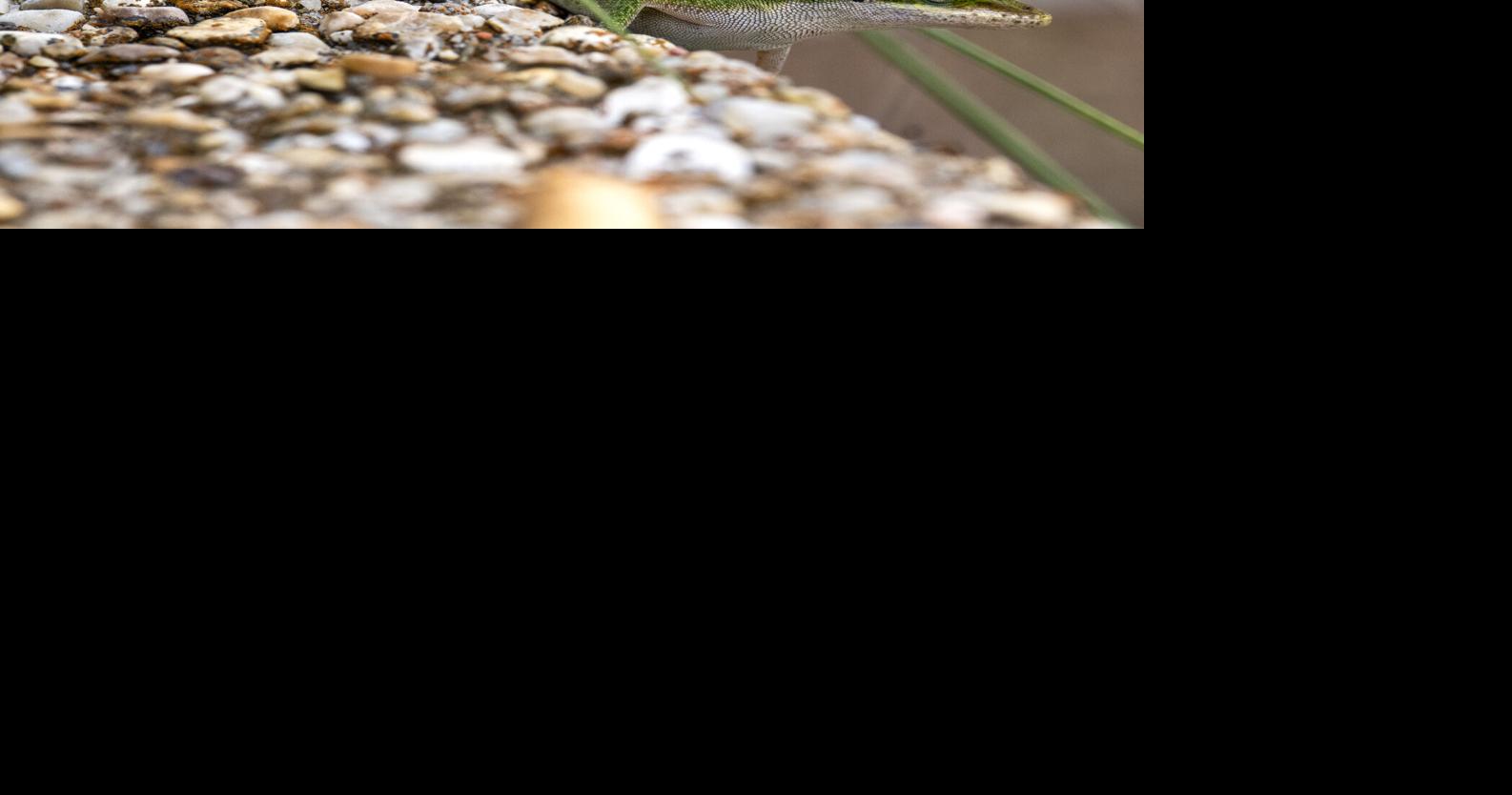 BR.wildgreenanole.adv_8506 MJ.JPG