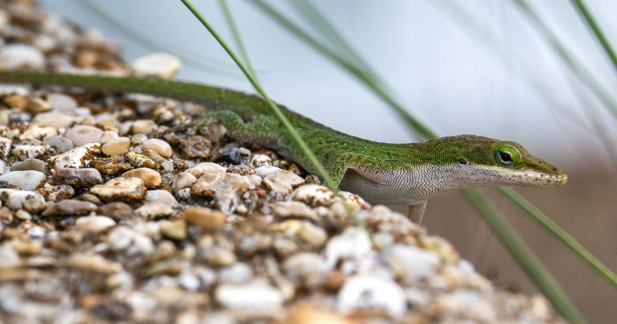 BR.wildgreenanole.adv_8506 MJ.JPG
