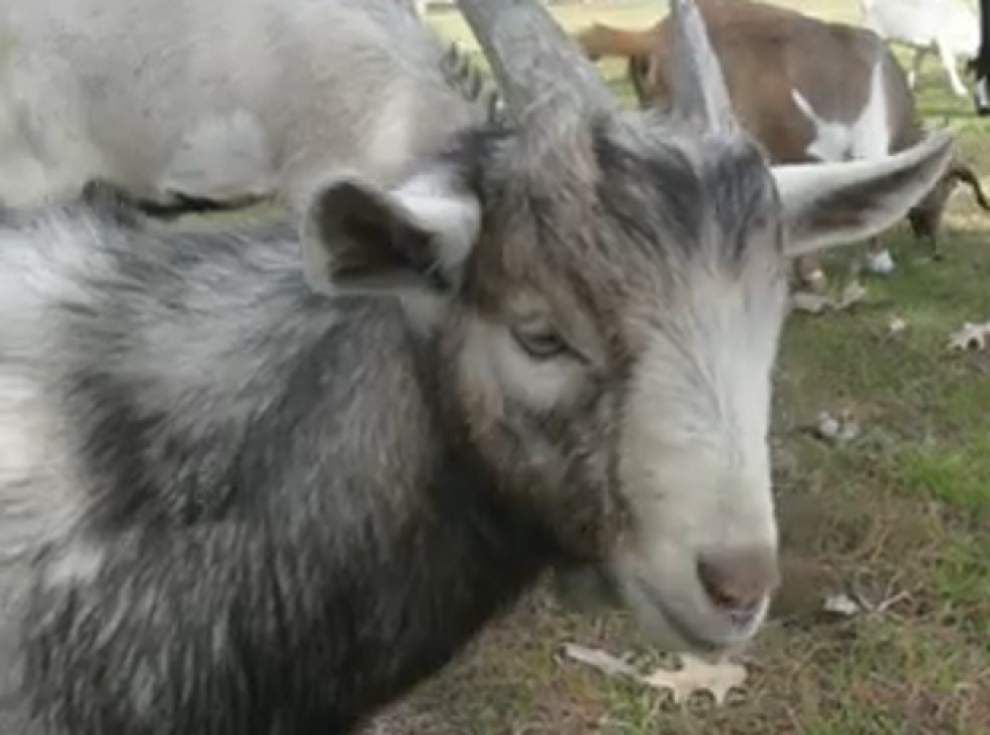 Baby goat found beheaded at Algiers park _lowres