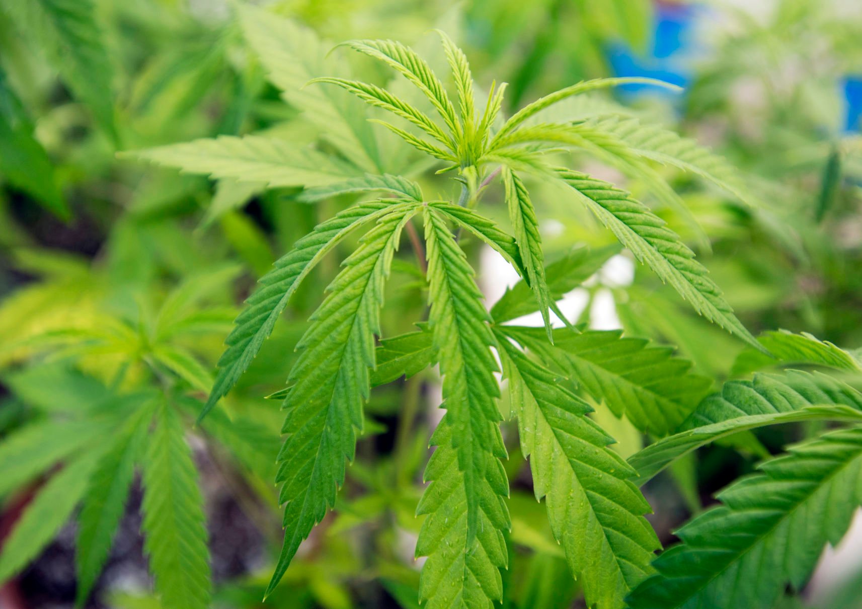 theadvocate.com - Stephen Marcantel - Hemp-THC ban leaves Louisiana small businesses feeling 'kicked in the face again'