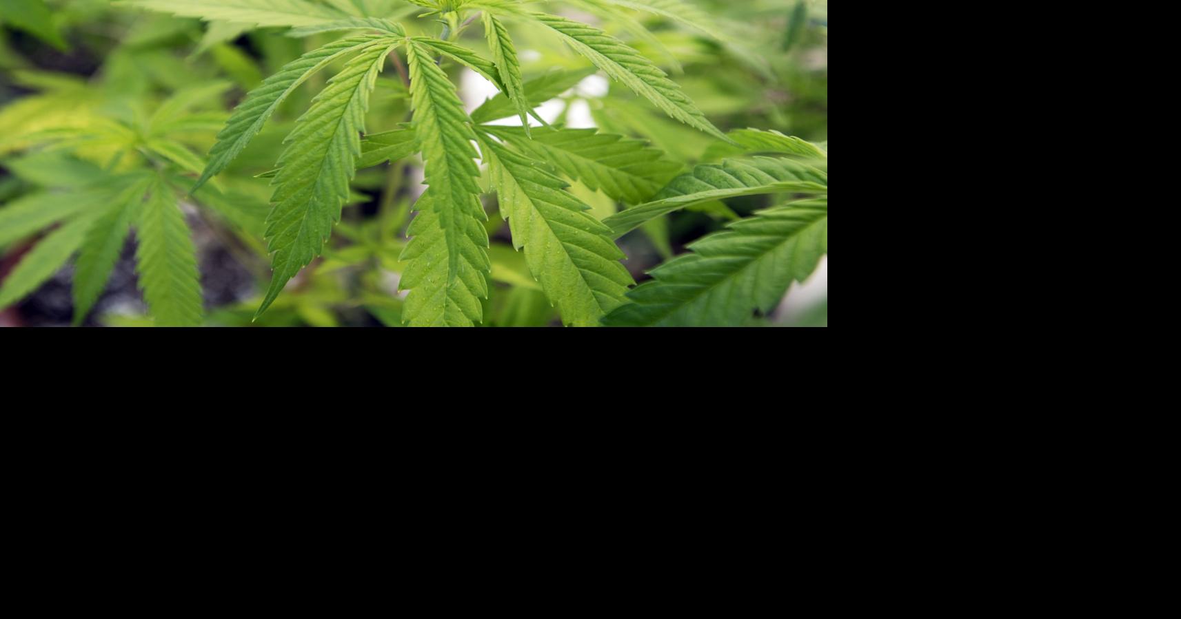 Hemp-THC ban leaves Louisiana small businesses feeling ‘kicked in the face again’