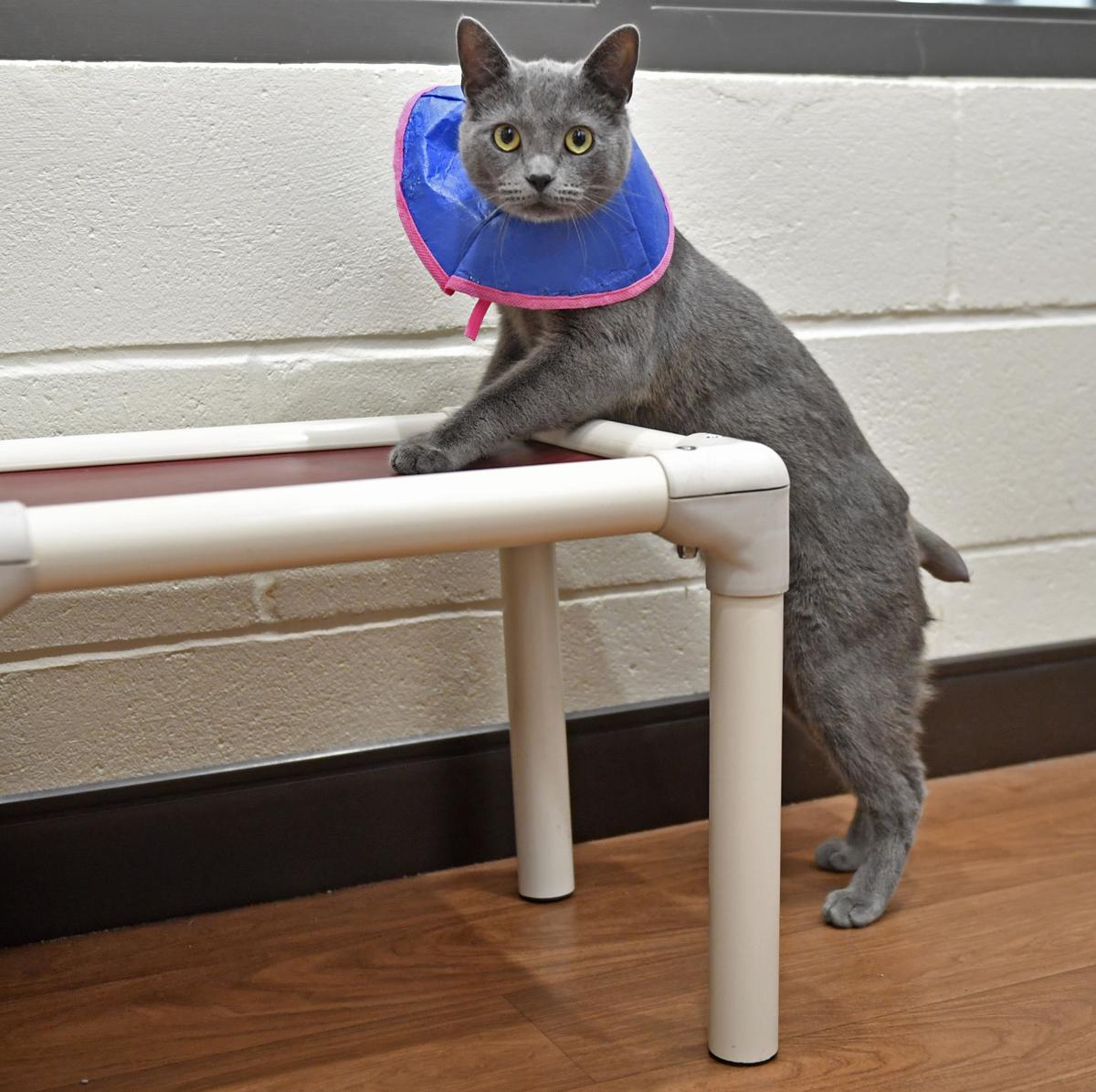 Coronavirus Impact On Baton Rouge Animal Hospitals Shelters