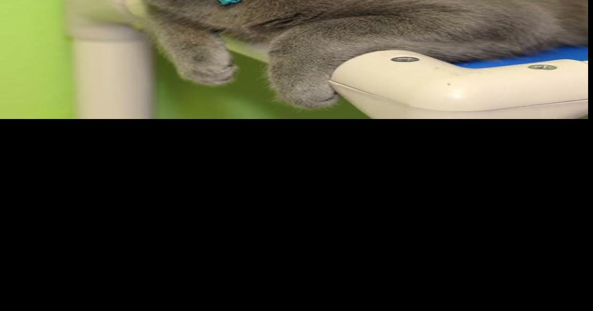 Baton Rouge cats available for adoption on March 16, 2017 Mid City