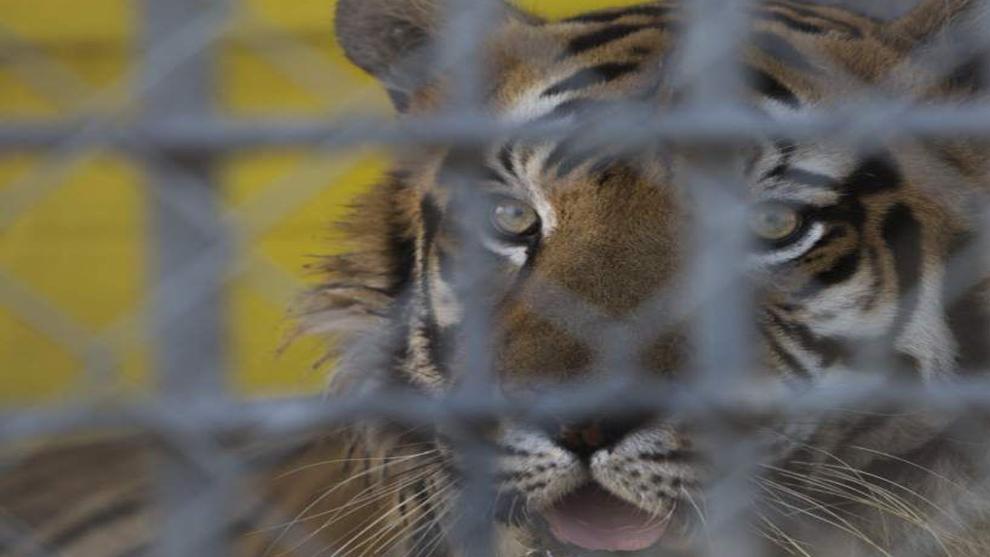 Grosse Tete Truck Stop Owner Once Considered Sending Tiger Mascot