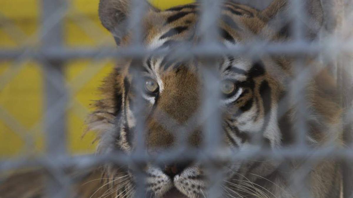 Grosse Tete Truck Stop Owner Once Considered Sending Tiger Mascot