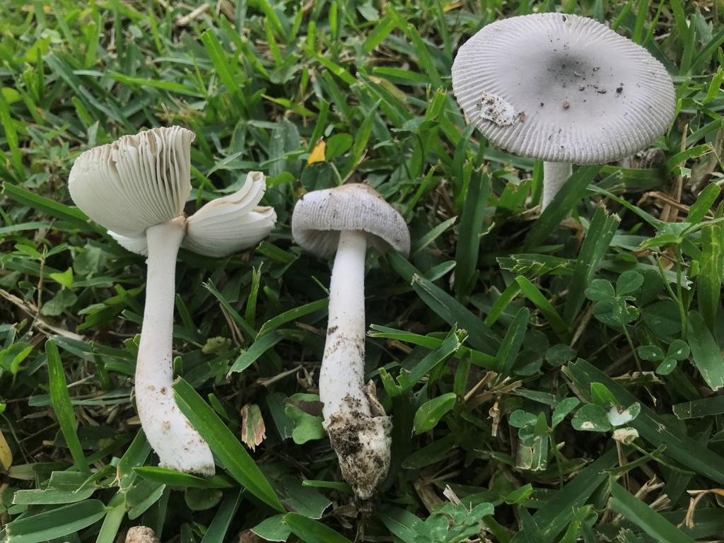 Mushroom Hike Turns Up All Kinds Of Fungi Some Of Which Are Quite Delicious Entertainment Life Theadvocate Com
