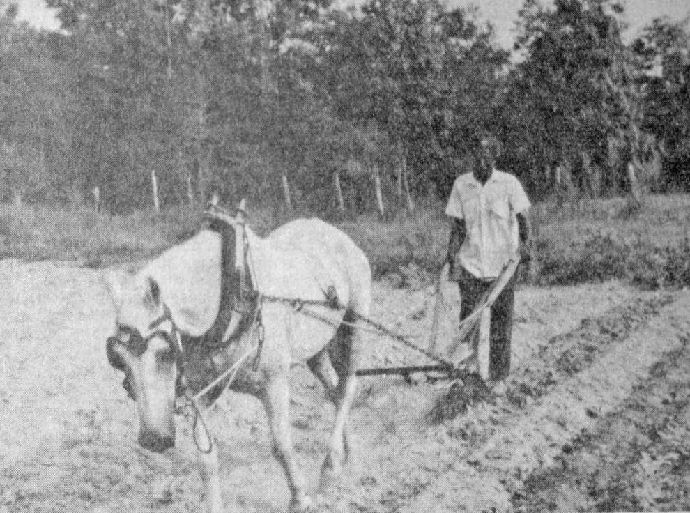 ST. HELENA Echo’s From the Past: 1983 _lowres