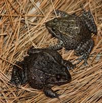 NO.gopherfrog.090417.JPG
