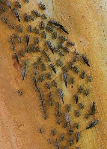 GIG 072426 Bark lice3jpg (1)