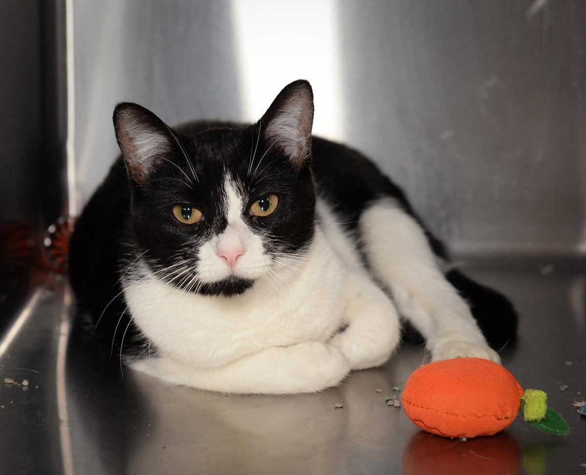 Cats Available Through Cat Haven Of Greater Baton Rouge On May 9