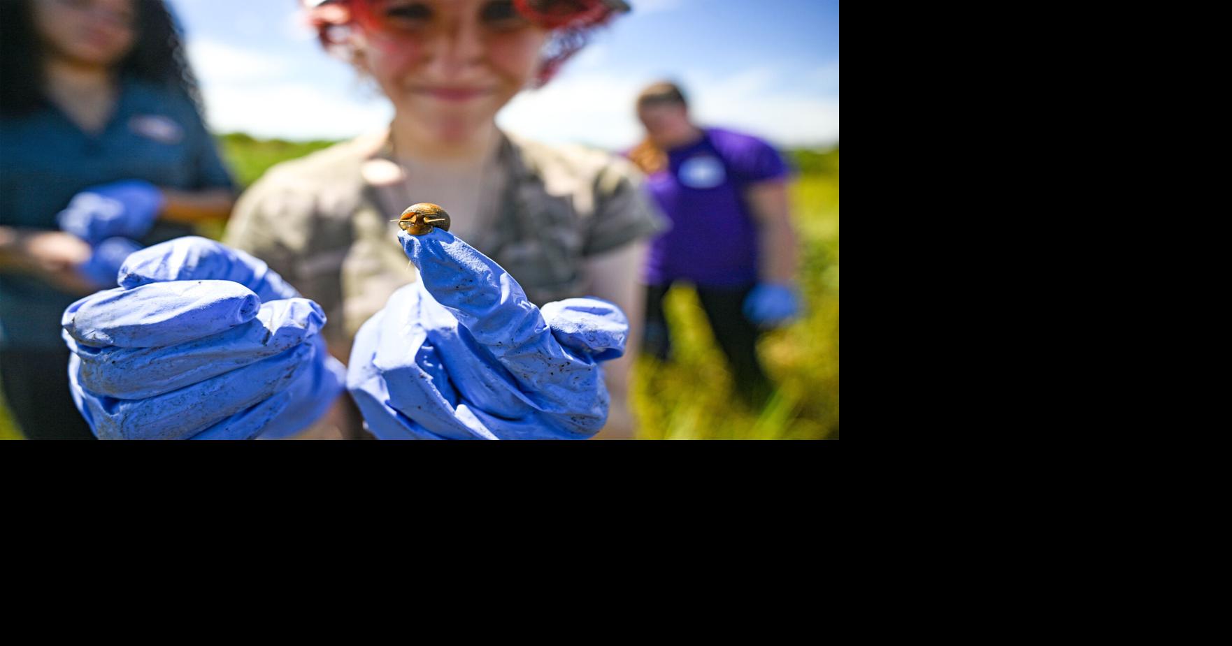 A Grand Isle snail hunt: How these LSU students are studying Louisiana’s changing coast