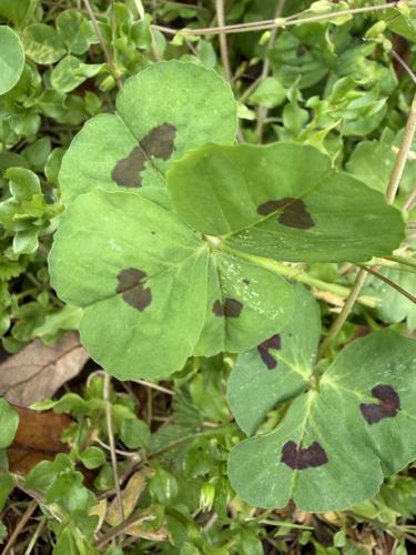 IMG_6053.jpeg | | theadvocate.com