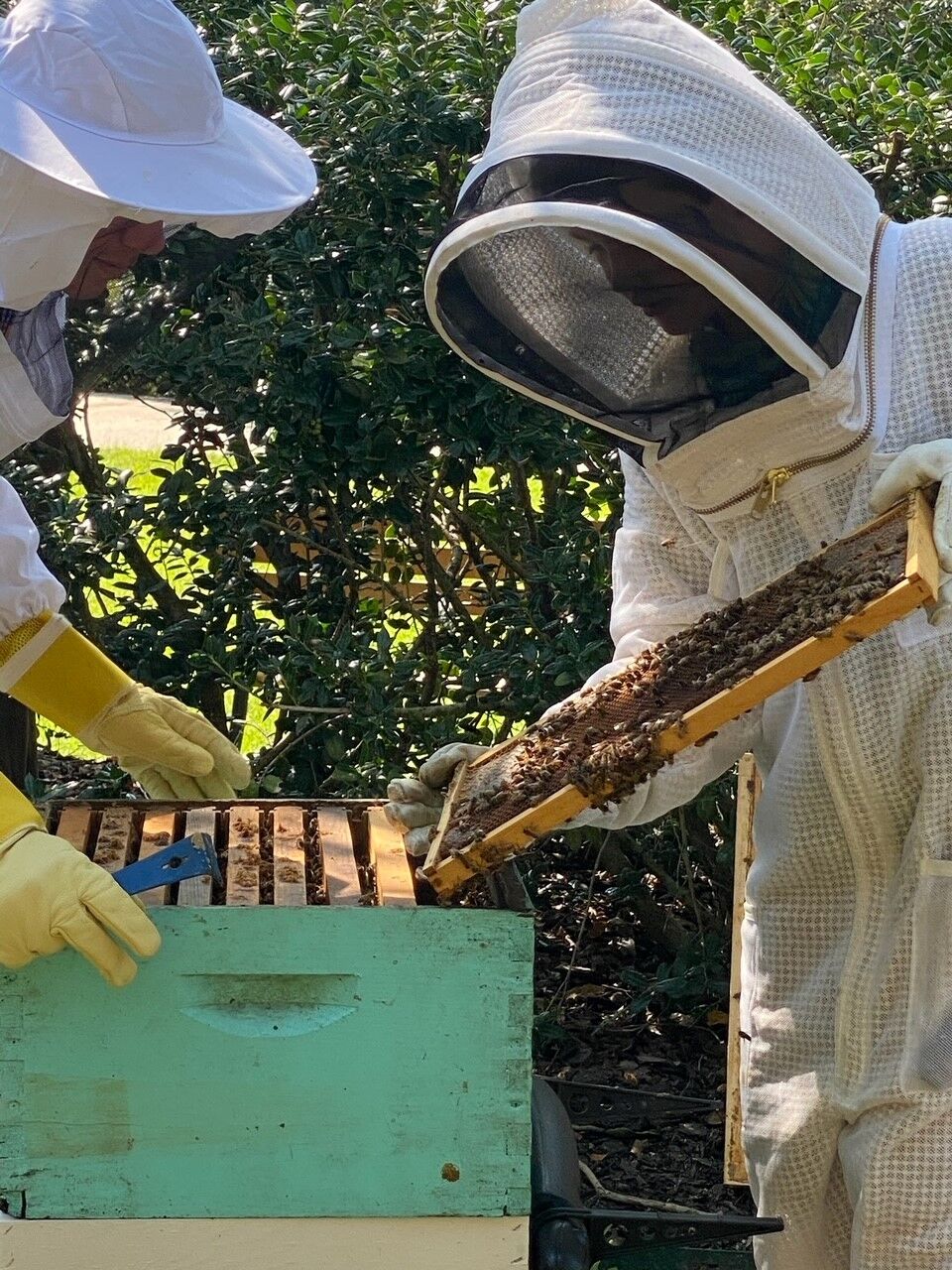 Colorado beekeepers hope to turn trend of die-offs locally