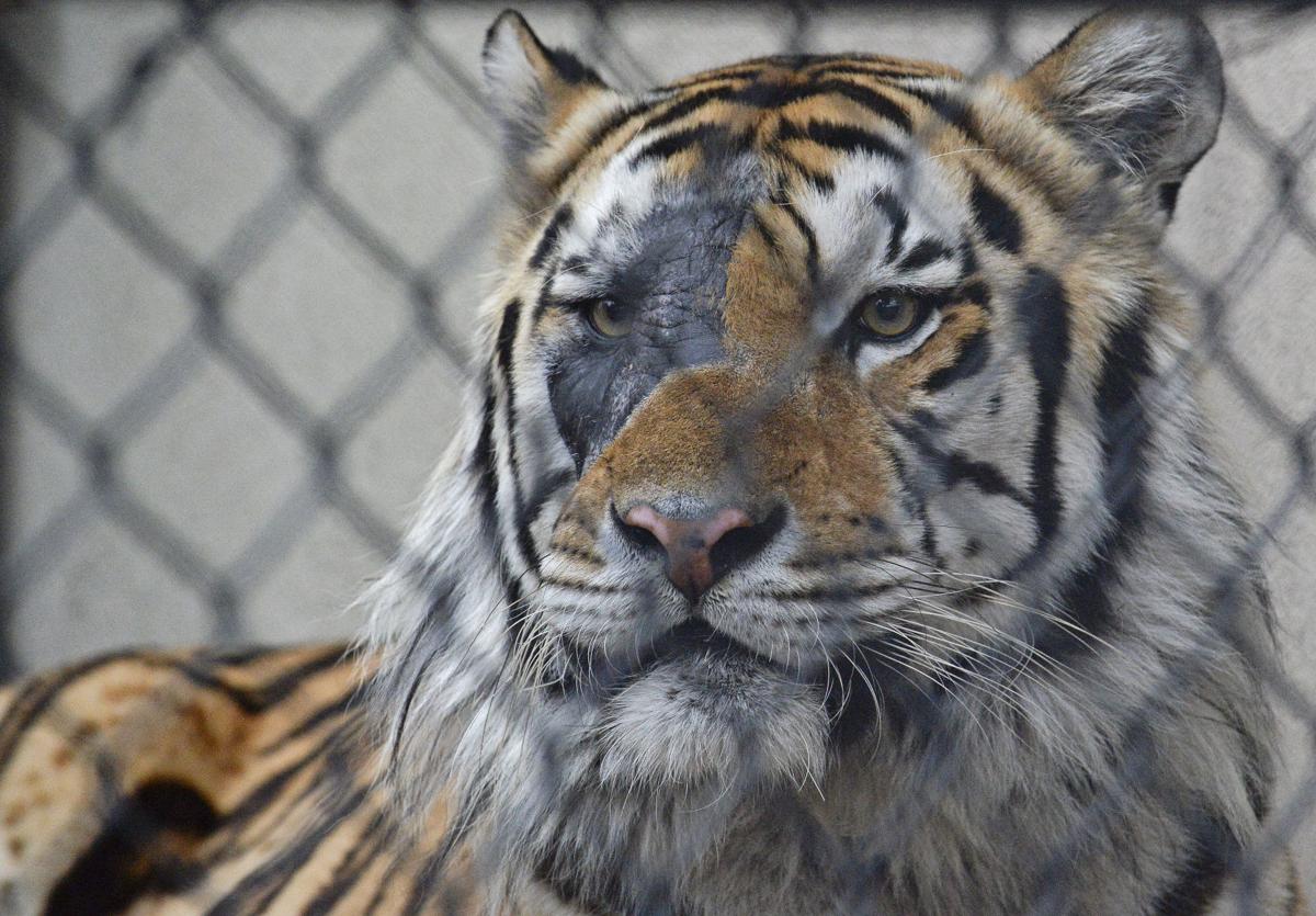 photos radiation burn visible on mike the tiger s face after cancer