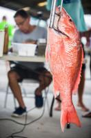 Commission changes venue to August meeting; fall shrimp, gators top agenda