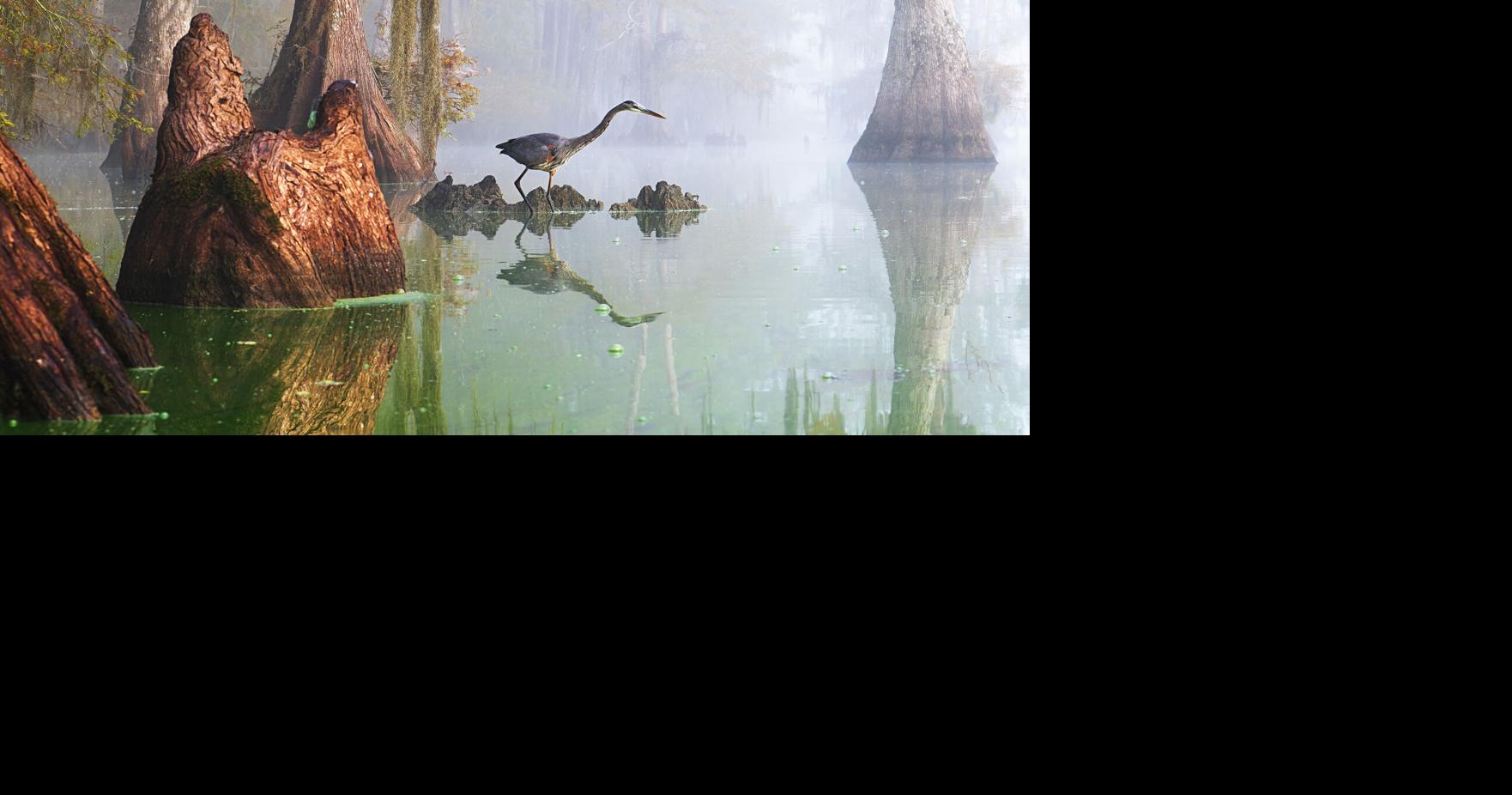 Photographer Andy Crawford's new book makes the case for Louisiana's swamps Jul 12, 2026 4 mins ago 3 min to read
