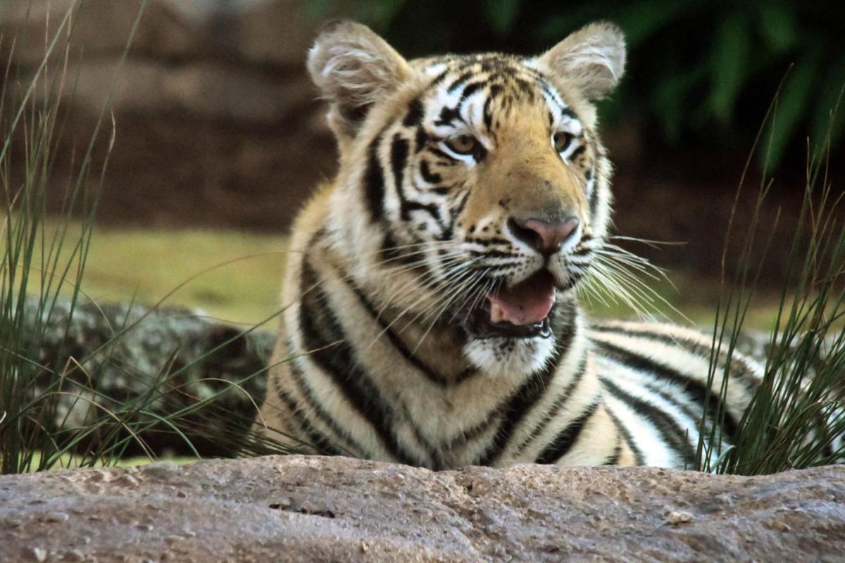 Mike VII 875.JPG