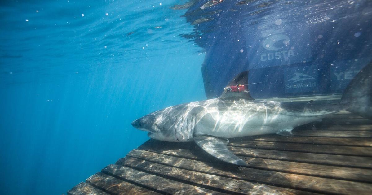 Once a rare sight, why 'mysterious' great white sharks keep showing up in Gulf of Mexico