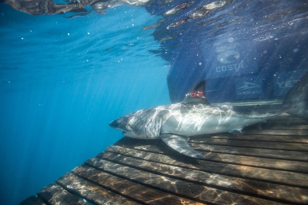 Great white shark found at mouth of Mississippi River | Environment