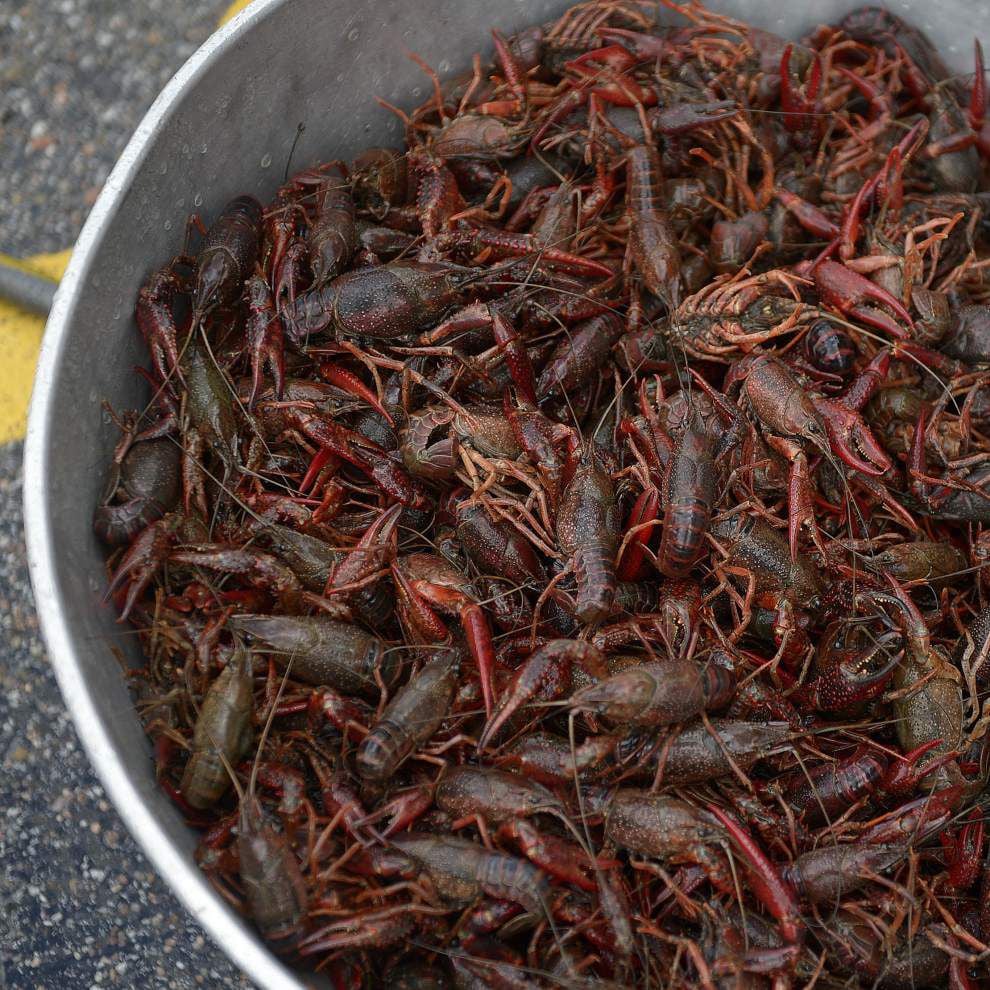 Baton+Rouge+Residents+Shocked+by+Giant+Crawfish+Invasion