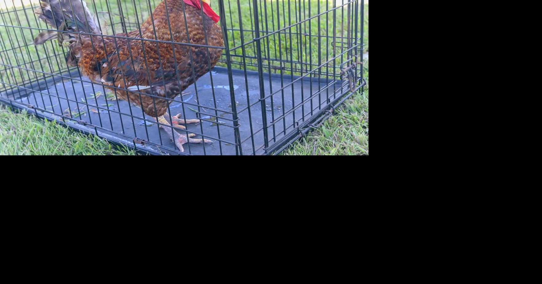Could cockfighting come back to St. Landry Parish? Some local officials are trying to make it happen.