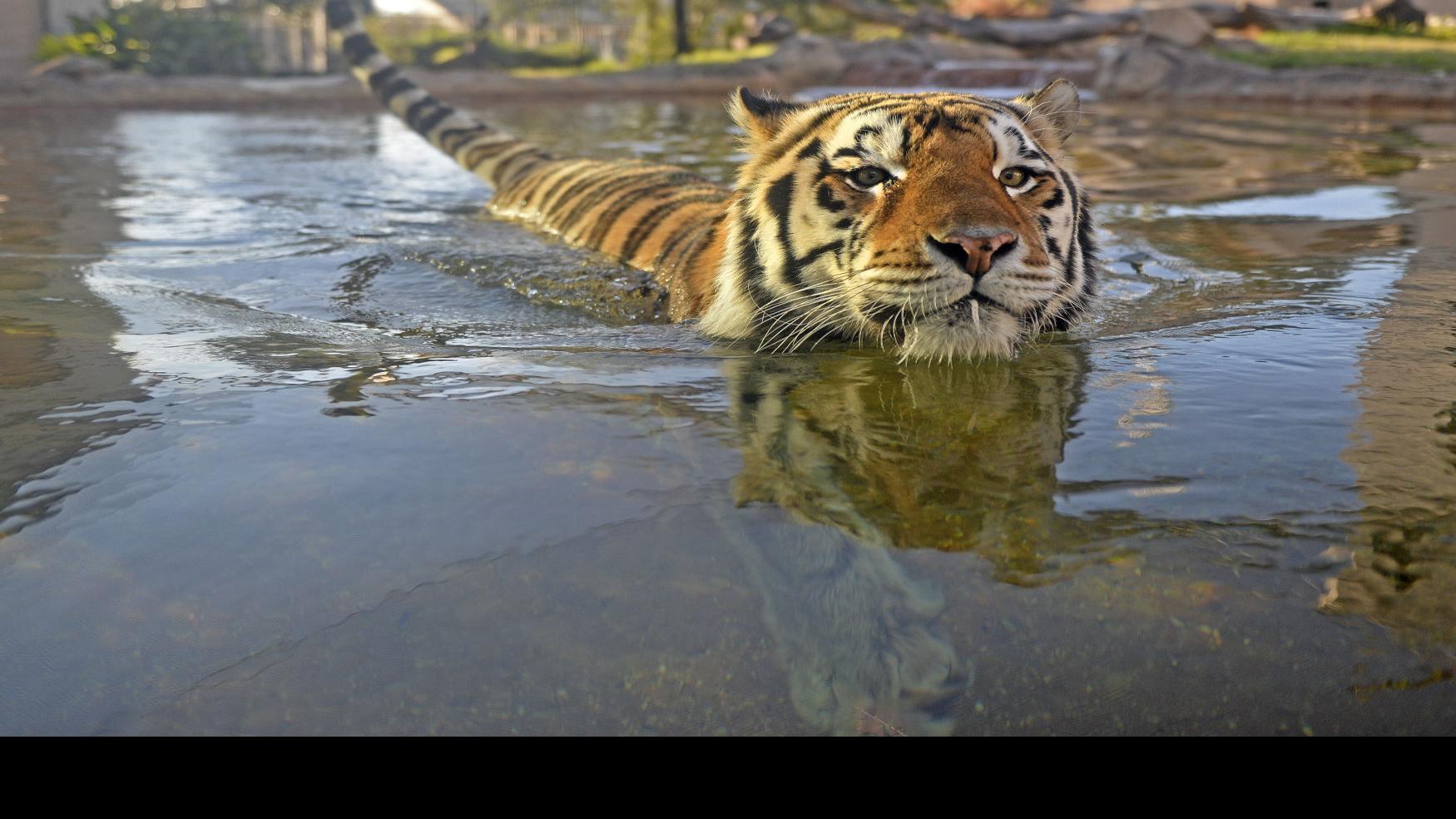 With Mike Vii Here S How Lsu Could Potentially Become An