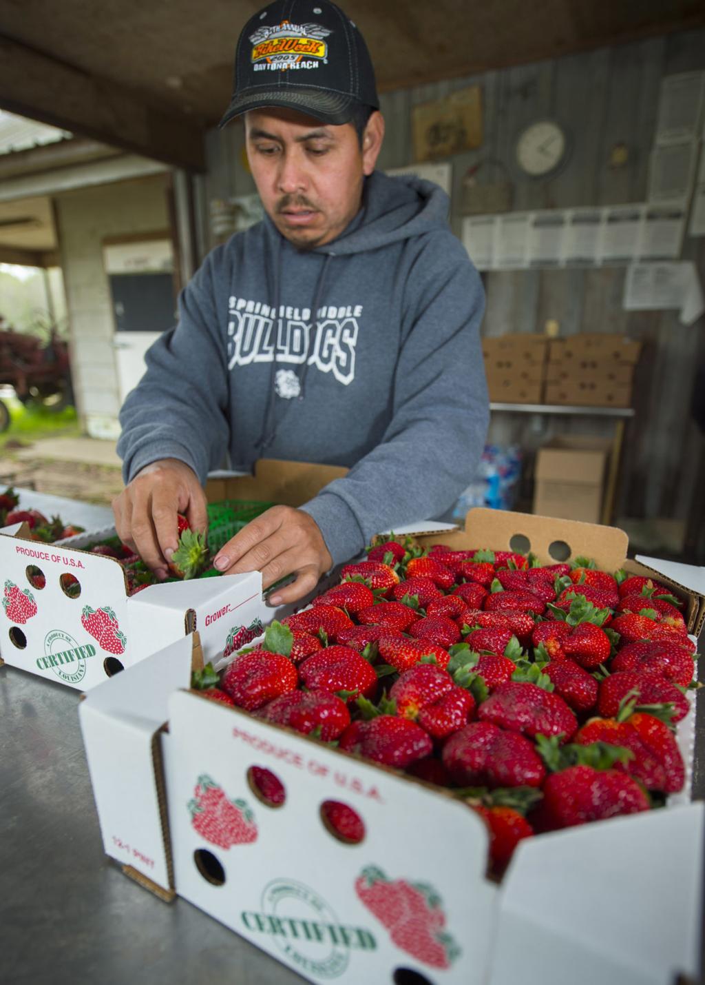 Louisiana S Berry Belt Shrinking As Aging Strawberry Farmers