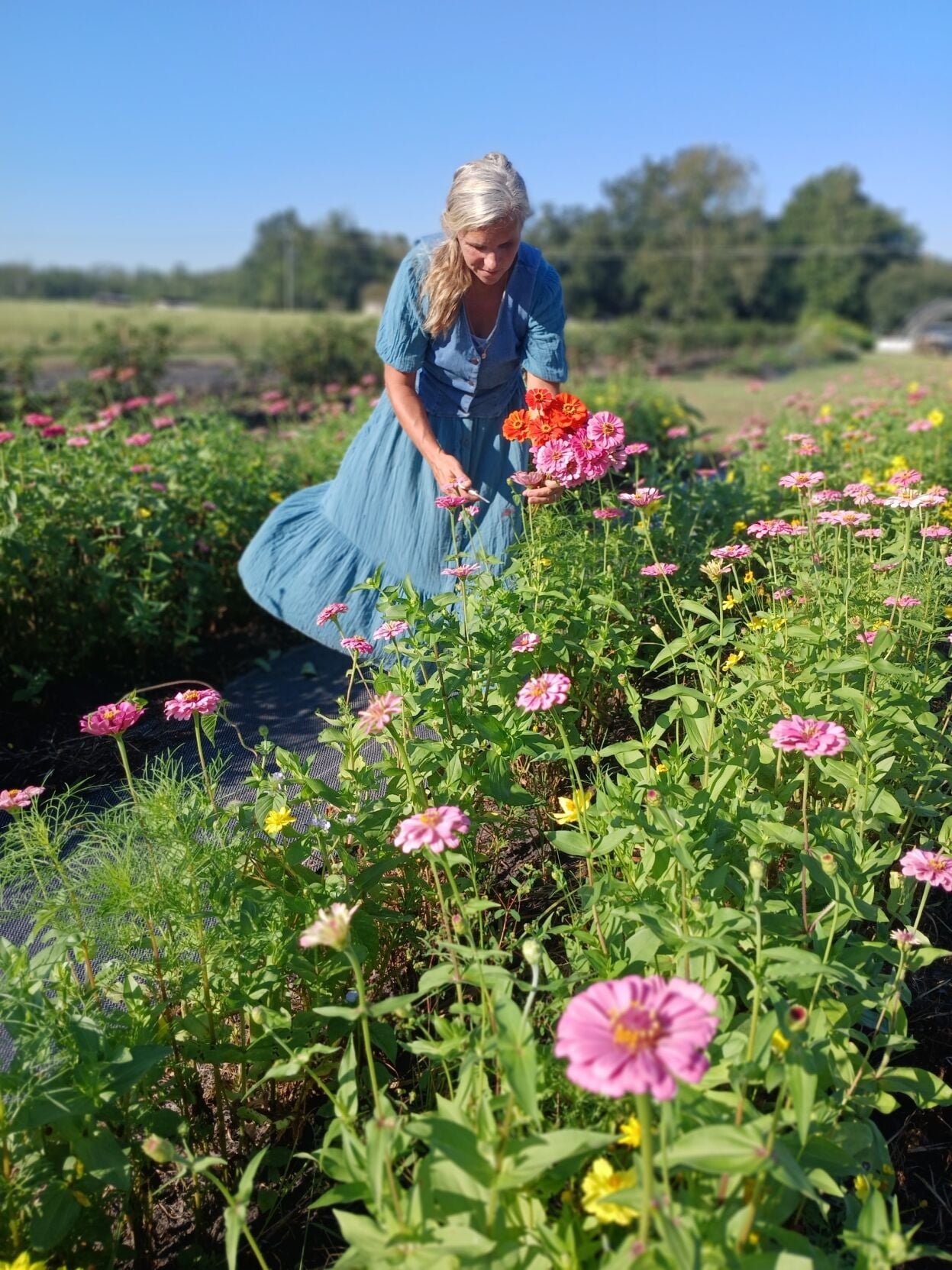 St. Rose flower farm