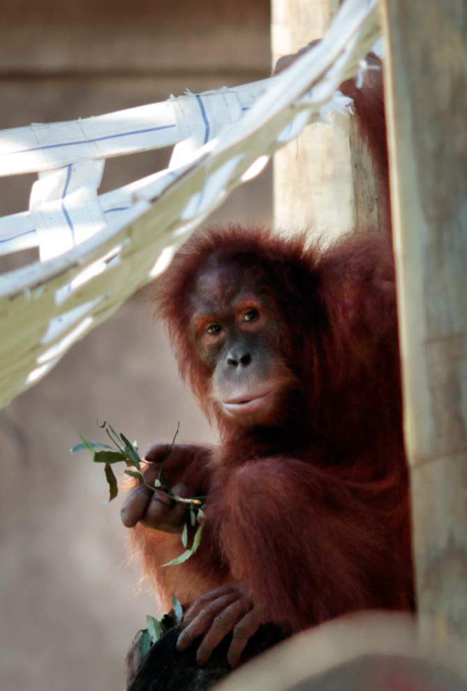 Photos: Monkeys, gators and bees, oh my! See the critters that made news this week _lowres