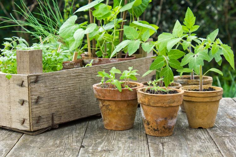 How to Plant in Pots - Container Gardening