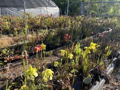 Baton Rouge plant sale and garden expo April 13 Entertainment/Life