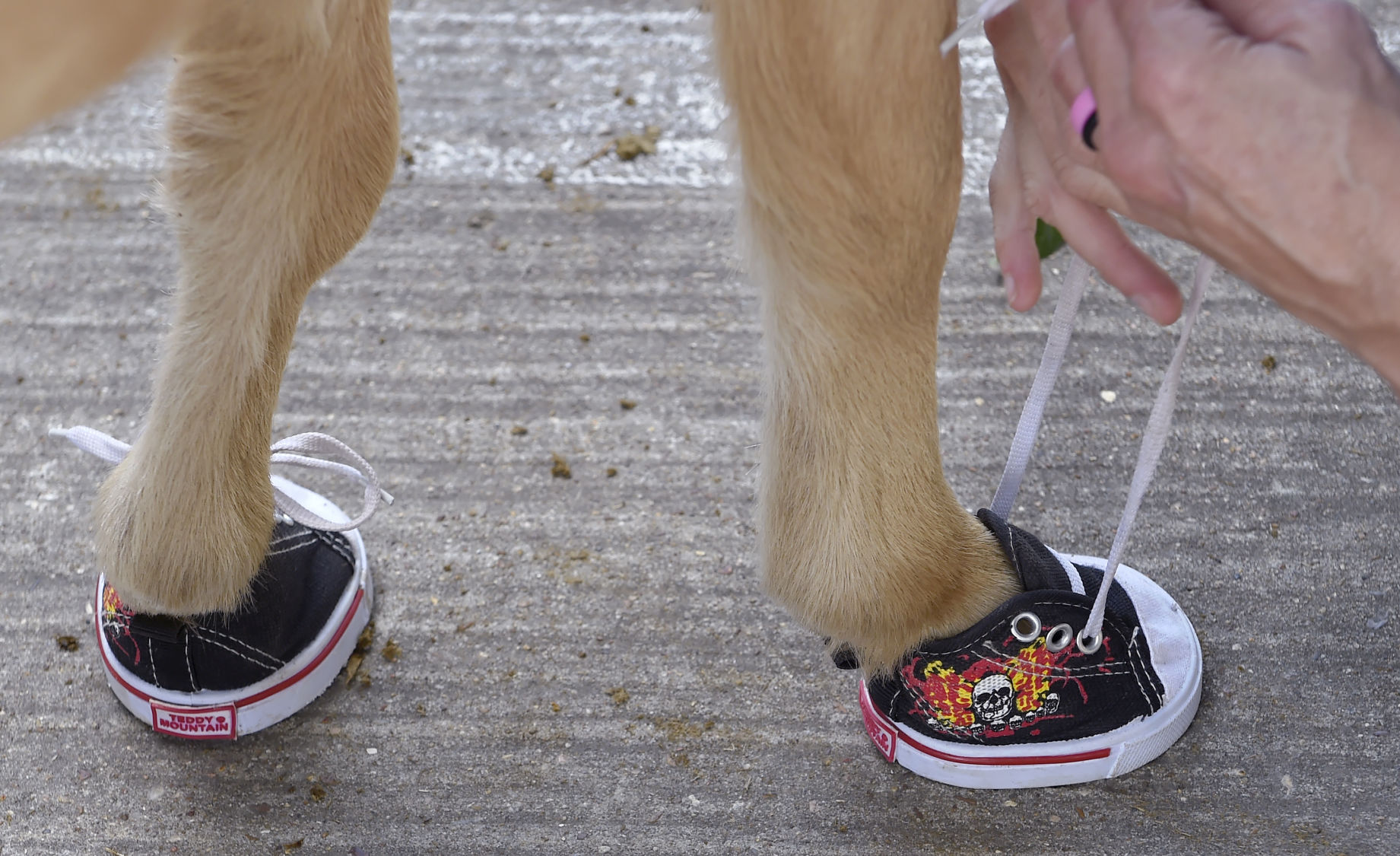 miniature horse shoes sneakers