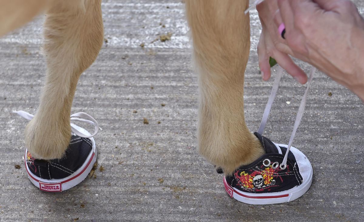 Miniature horse wearing sneakers helps young and old 'be happy for a