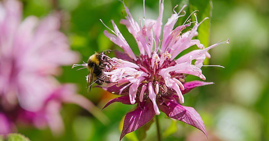 Pollinators Vip How to attract pollinators to your garden | Cue Magazine | theadvocate.com
