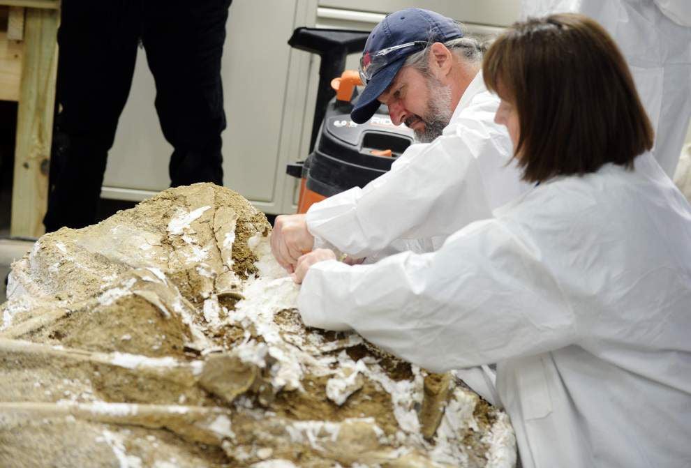 14-foot camel? Lafayette museum receiving replica of one based on 7 ...