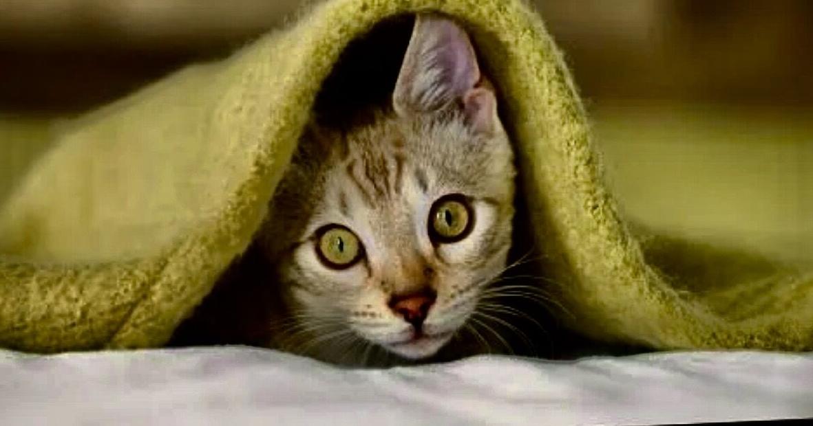 Cats take the top bill in the Manship Theatre's showing of the 2026 New York Cat Film Festival