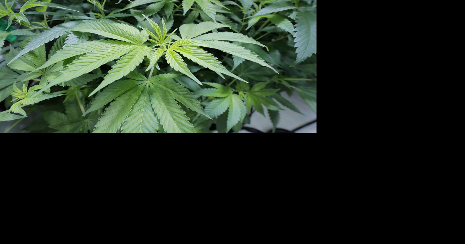 2 Gulf Coast cities getting their first dispensaries as medical marijuana expands in Alabama