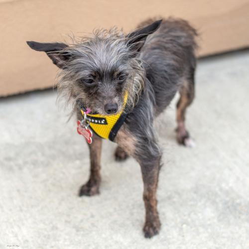 Second Chance Pepper.jpg