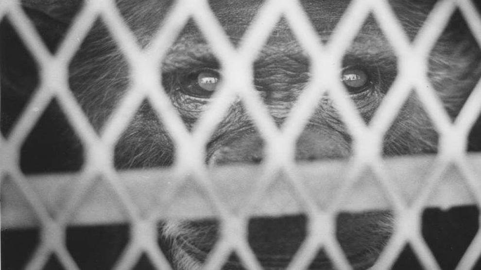 The New Zoo Revue Fan Club Episode Lawsuit Seeks To Move Candy The Chimpanzee From Dixie Landin Calls Her Living Situation Barbaric And Archaic News Theadvocate Com