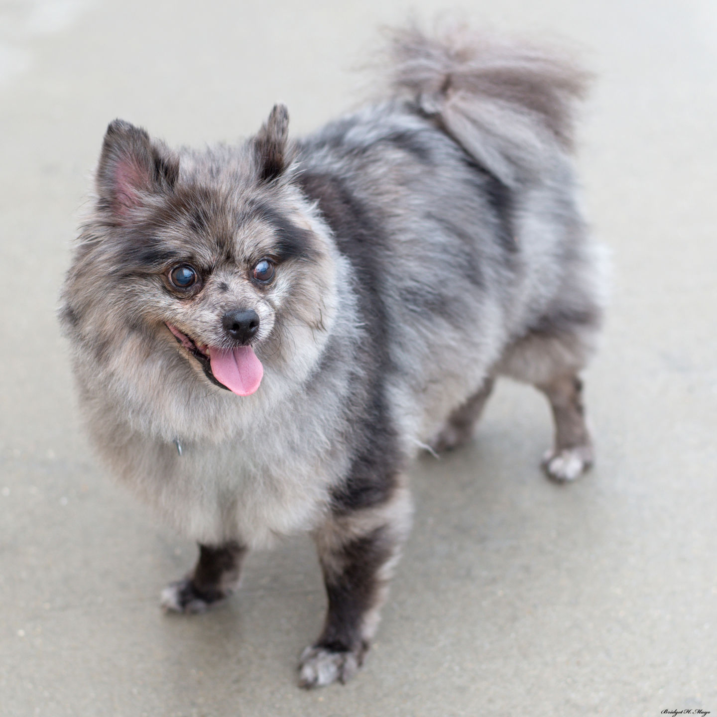 second chance pomeranians