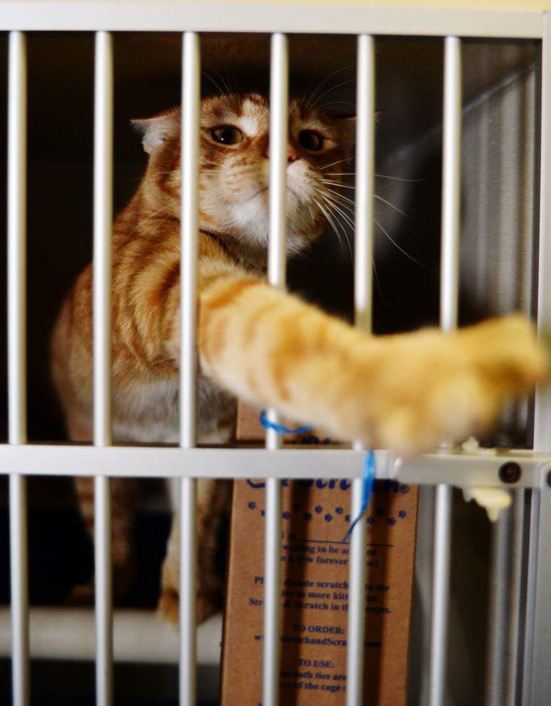 Lafayette Eyeing No Kill Shelter Options 4 Of Every 5 Cats Half Of All Dogs Taken In At Shelter Last Year Euthanized News Theadvocate Com