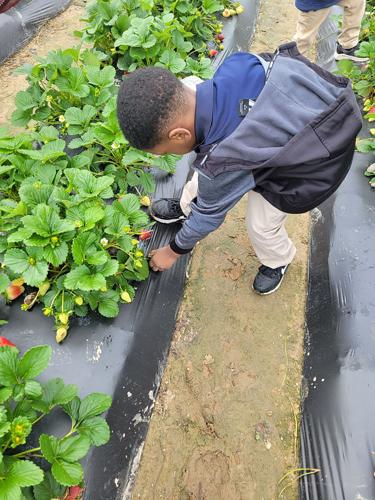 Non Cat Strawberries 1.jpeg