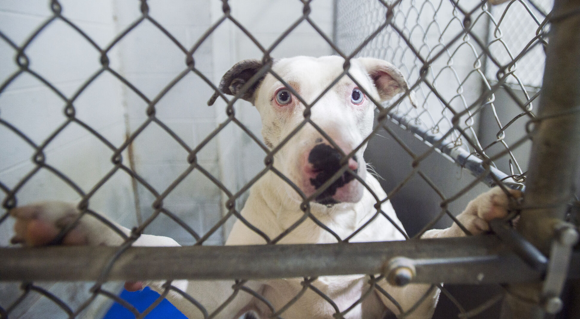 Lafayette Animal Shelter Achieves No-kill Status For 2020 After Years ...