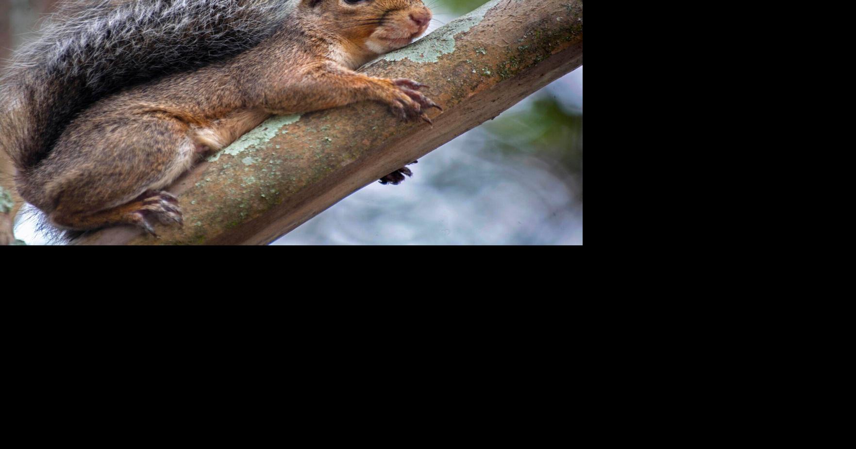 Rules and laws for hunting during Louisiana squirrel season Louisiana