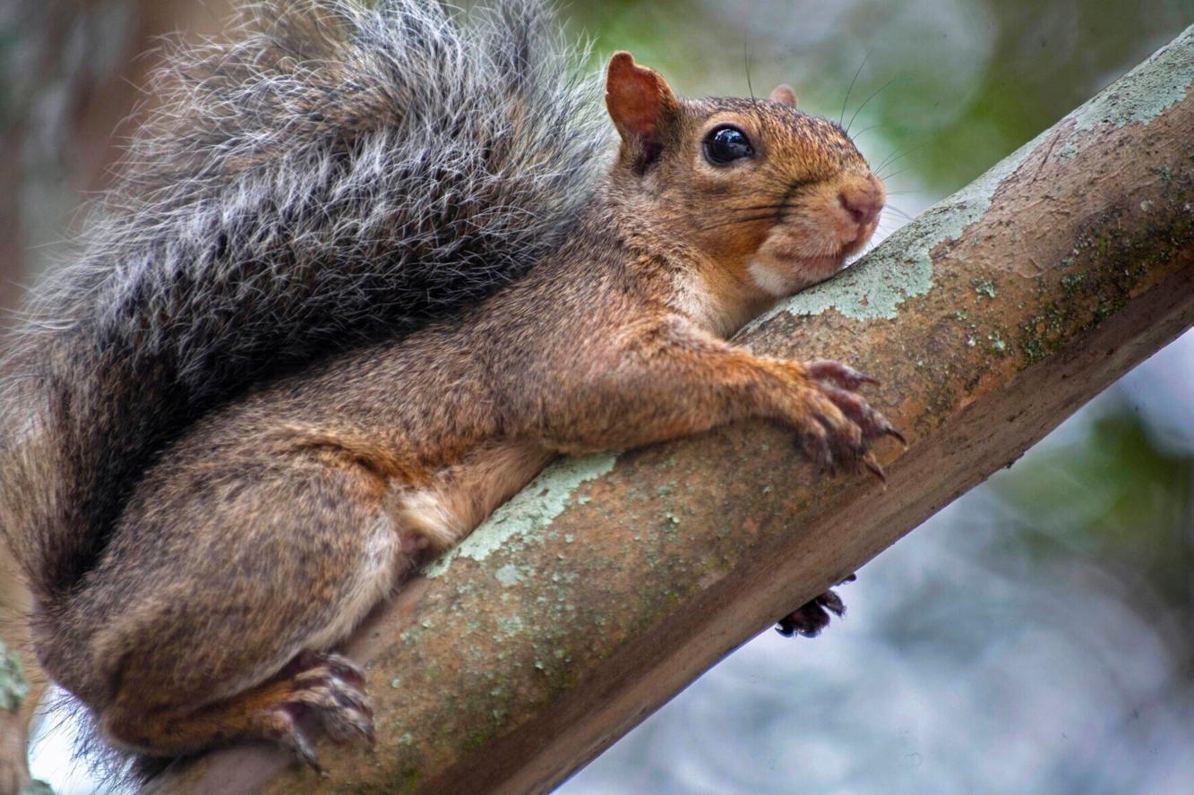 Rules and laws for hunting during Louisiana squirrel season Louisiana