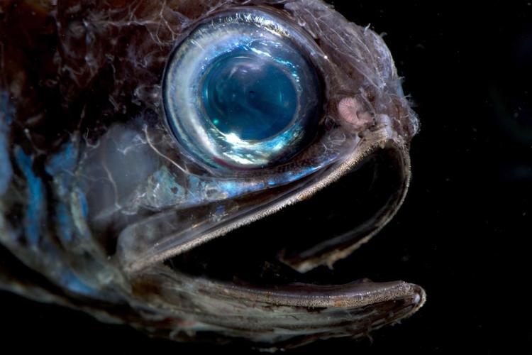 stubby_lanternfish