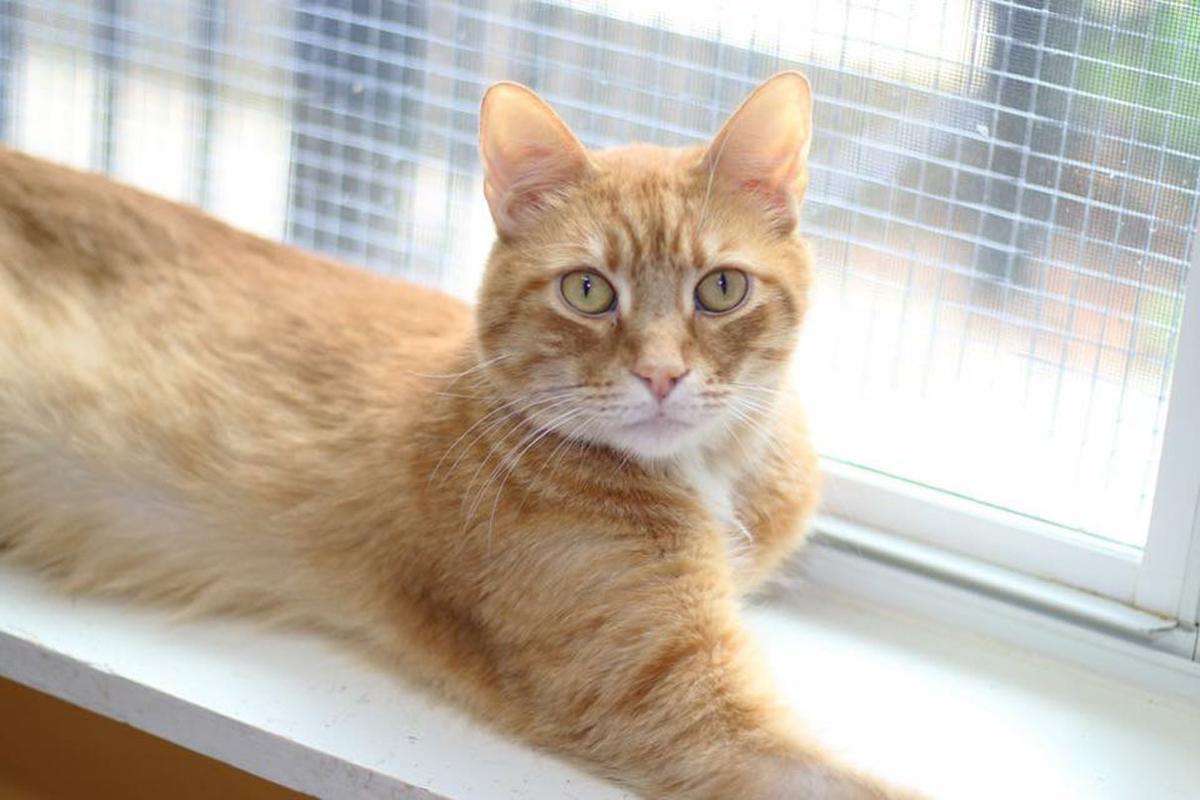 Baton Rouge Cats Available For Adoption On June 8 2017 Mid City