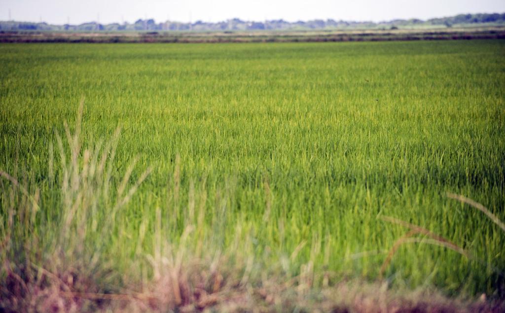 Farmers Mills In Acadiana Bracing As This Year S Rice Harvest